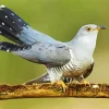 Common Cuckoo Diamond Painting