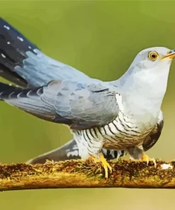 Common Cuckoo Diamond Painting