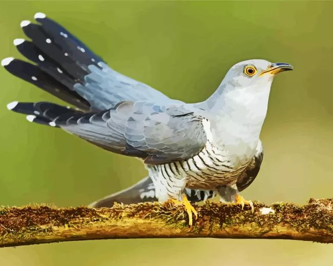 common cuckoo Diamond Paints Common Cuckoo Diamond Painting