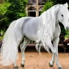 Friesian Albino Diamond Painting