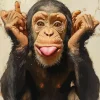 Funny Monkey Art Diamond Painting