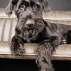 Giant Schnauzer Dog Diamond Painting