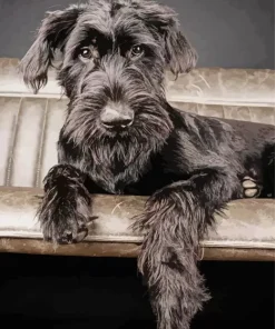Giant Schnauzer Dog Diamond Painting