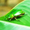 Green June Beetle Diamond Painting