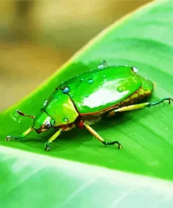 Green June Beetle Diamond Painting