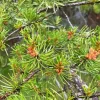 Jack Pine Plant Diamond Painting