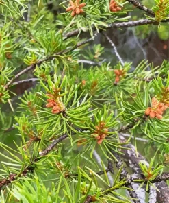 Jack Pine Plant Diamond Painting