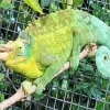 Jacksons Chameleon Diamond Painting