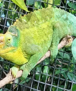 Jacksons Chameleon Diamond Painting