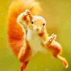 Jumping Squirrel Diamond Painting