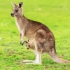 Kangaroo And Baby Diamond Painting
