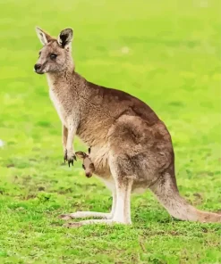 Kangaroo And Baby Diamond Painting