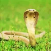 King Cobra Snake Diamond Painting