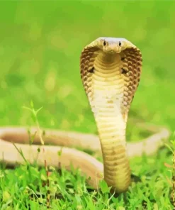 King Cobra Snake Diamond Painting
