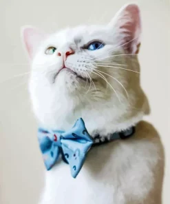 Kitten With Bowtie Diamond Painting