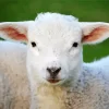 Lamb Fluffy Diamond Painting