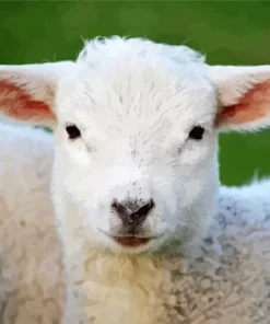 Lamb Fluffy Diamond Painting