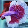Lavender Betta Fish Diamond Painting