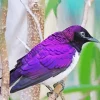 Lavender Bird Diamond Painting