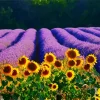 Lavenders And Sunflowers Diamond Painting