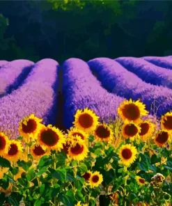 Lavenders And Sunflowers Diamond Painting