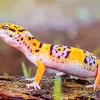 Leopard Gecko Diamond Painting