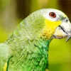 Lilacine Amazon Bird Diamond Painting