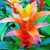 Orange Bromeliad Diamond Painting