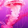 Pink Jellyfish Diamond Painting