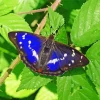 Purple Emperor Butterfly Diamond Painting