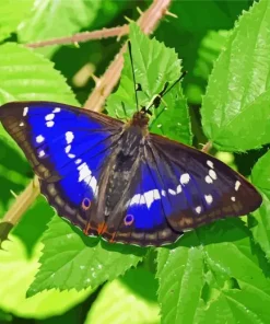 Purple Emperor Butterfly Diamond Painting