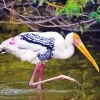 Stork Bird Diamond Painting