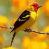 Western Tanager Bird Diamond Painting