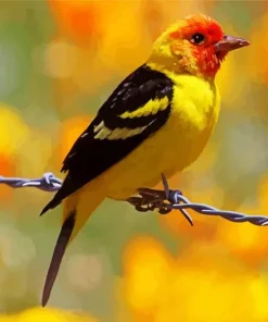 Western Tanager Bird Diamond Painting